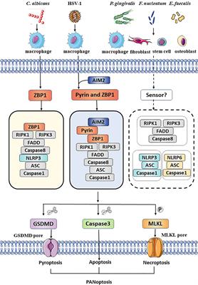 PANoptosis: A New Insight Into Oral Infectious Diseases